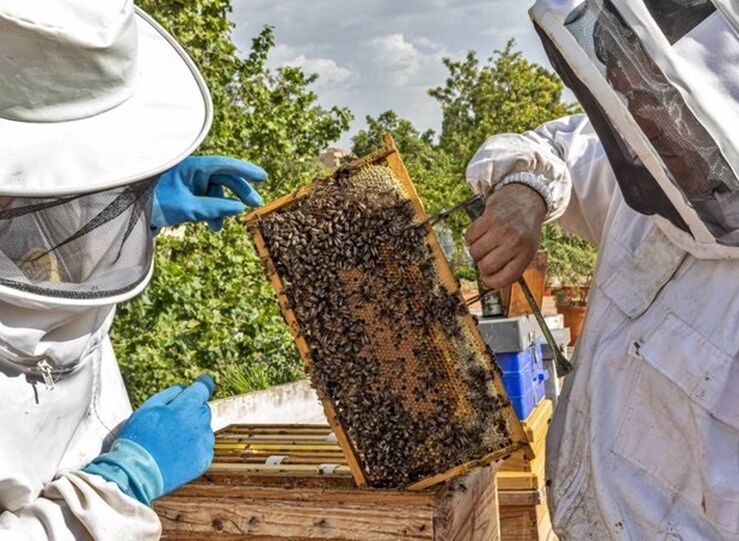 Apaex alertan incierta produccin de miel tras enjambrazn desbordada en marzo y abril